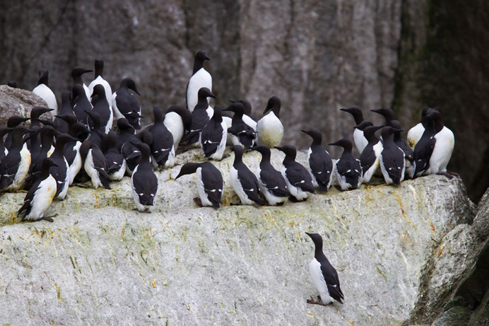 Common murre (Uria aalge), King Island, Alaska