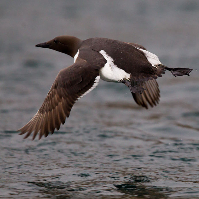 Common murre (Uria aalge) flying, King Island, Alaska