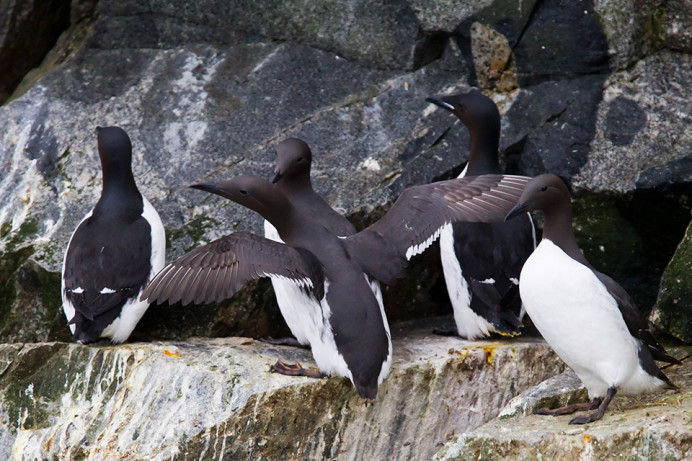 Common and thick-billed murres, King Island, Alaska