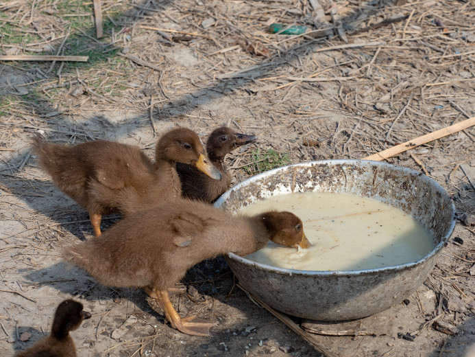 Ducklings_OM01545