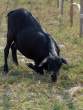 Goat2_OM01554