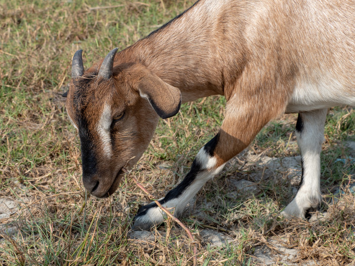 Goat_OM01552