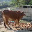 CowSheep_OM53688