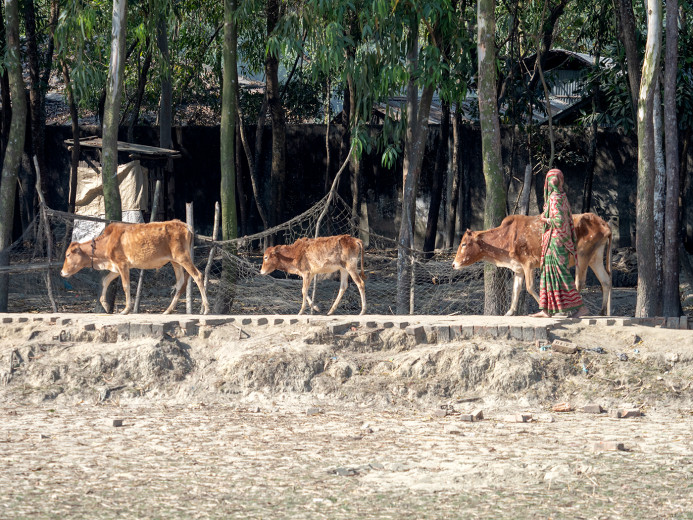 CowsGoingHome_OM01854