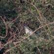 StriatedHeron_OM01068