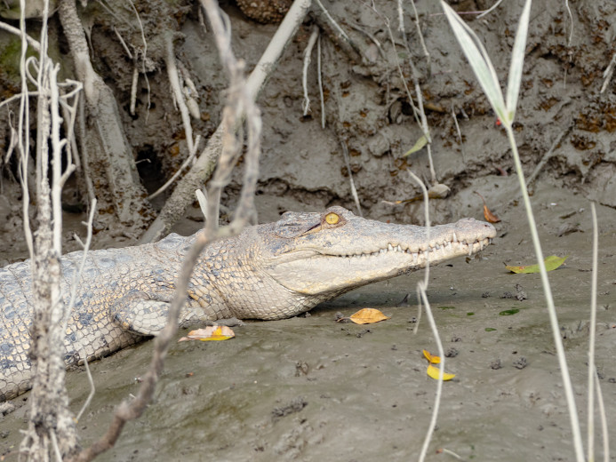 CrocodileTeeth_OM01404