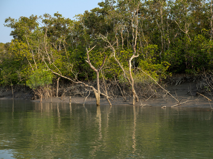 RiverbankTrees_OM53536