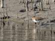 Sandpiper_OM01638