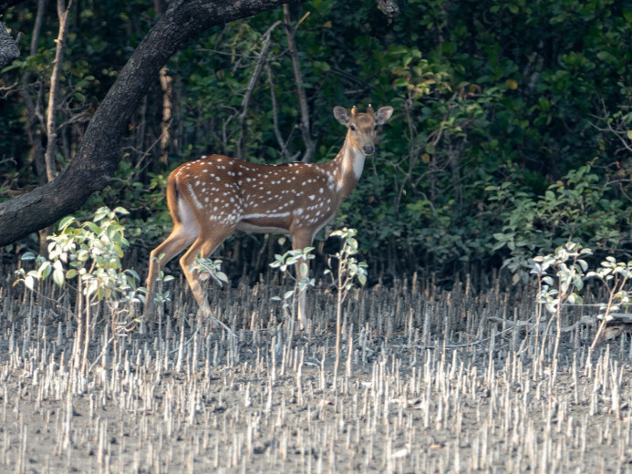 SpottedDeer_OM01633
