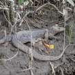 Lizard_OM01525