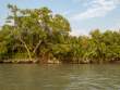 Trees_OM53149