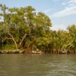 Trees_OM53149