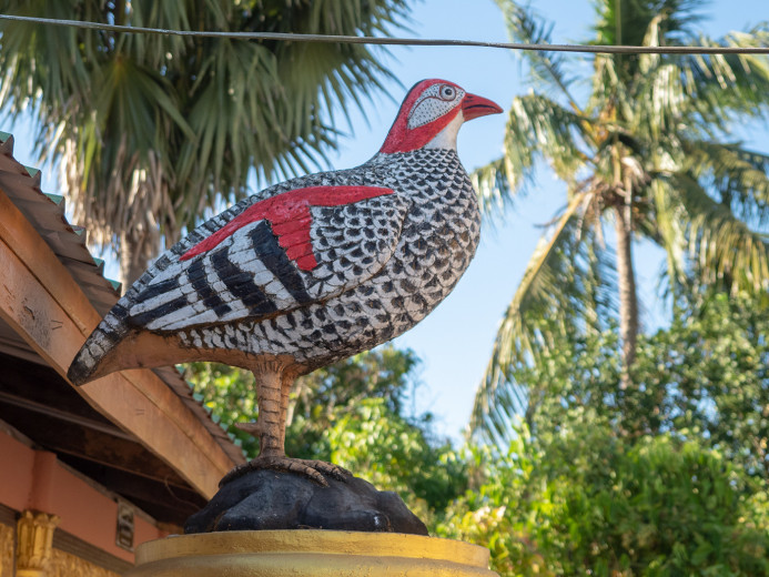 Bird_OM54506