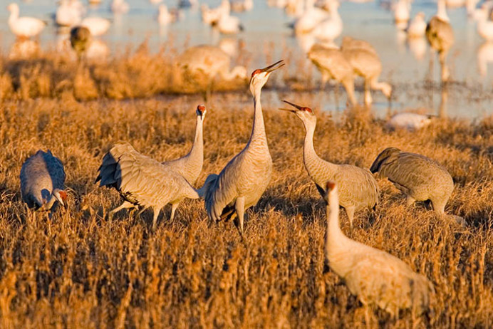 Warbling cranes