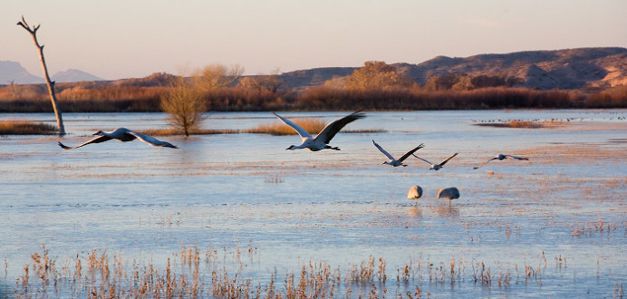 Cranes leaving to feed soon after dawn