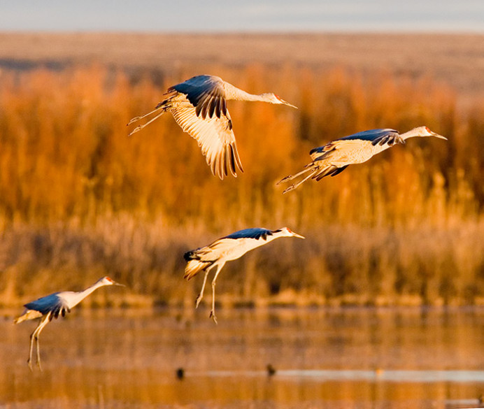Sandhill cranes in setting sun