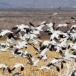 Snow geese taking a spin around the field