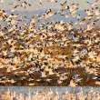 Snow geese, "spooked" in late afternoon