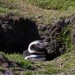 Saunders Island