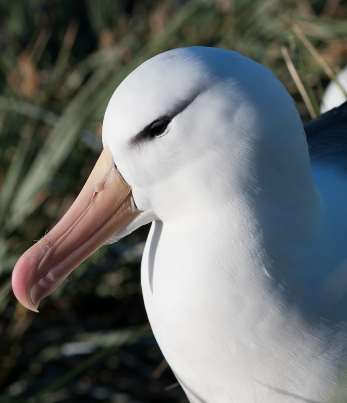 BBAlbatross_SteepleJason_3D1780