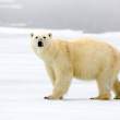 Franz Josef Land via Norway