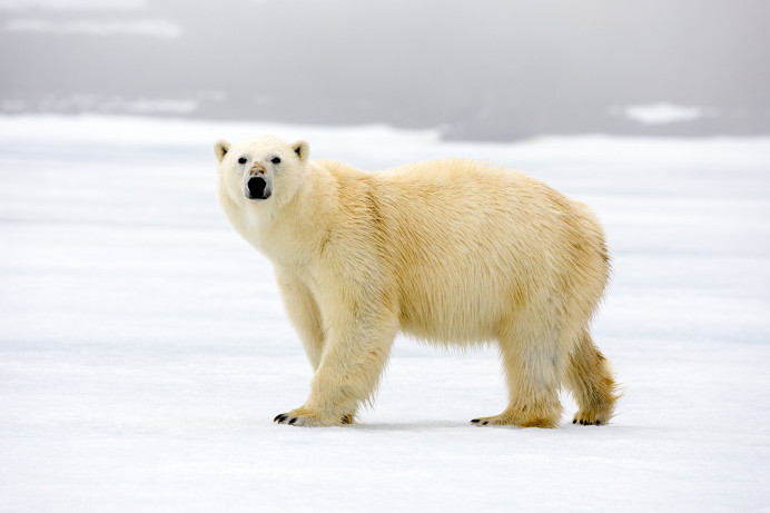 IceBearStare_54D22795