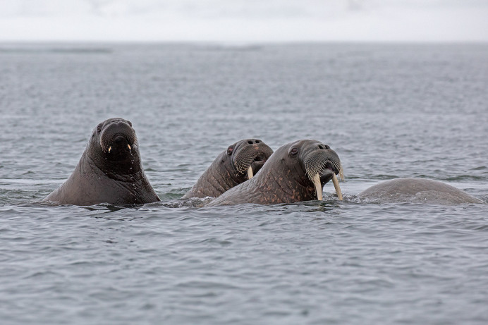 WalrusThree_54D23442