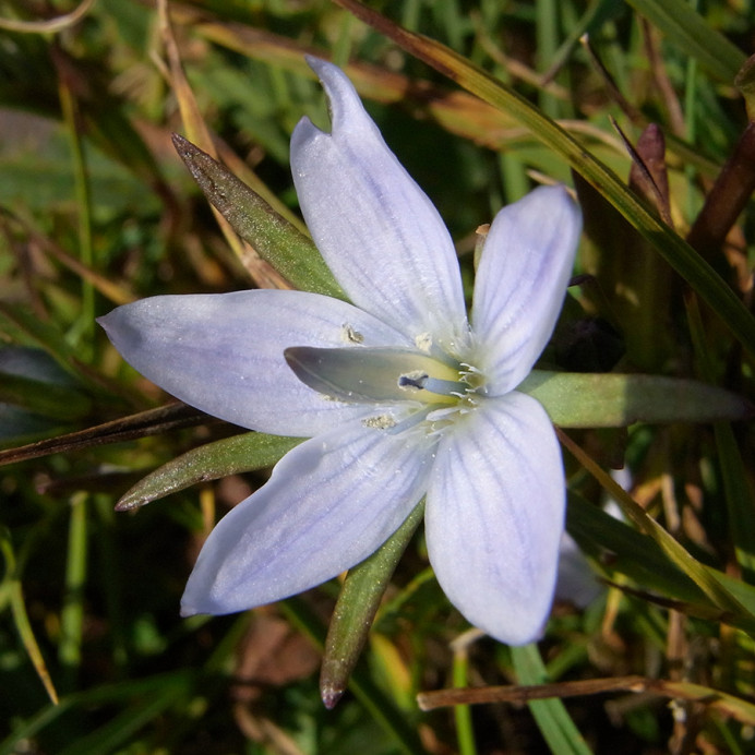 Bluish flower, Narsaq, Greenland