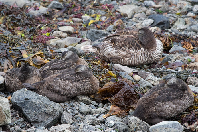 Eider ducks, nap time, Flatey Island, Iceland