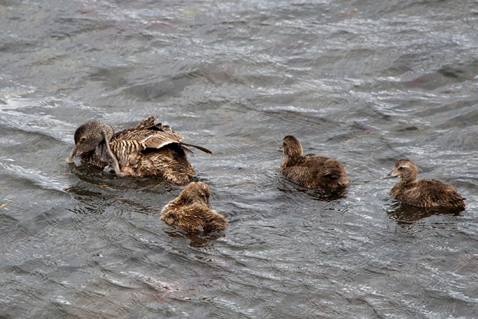 Eider ducks, Flatey Island, Iceland