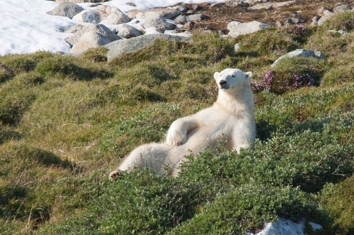 Bear relaxing, Napassorssuaq Fjord, East Greenland