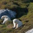 Bears having a roll, Napassorssuaq Fjord, East Greenland
