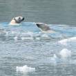 Polar bears swimming, near Clipper Adventurer.