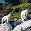 Polar bears, Napassorssuaq Fjord, East Greenland