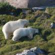 Polar bears, Napassorssuaq Fjord, East Greenland