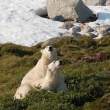 Bears, Napassorssuaq Fjord, East Greenland