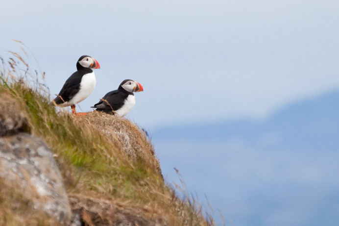 Classic Atlantic puffin image, Flatey Island, Iceland