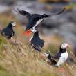 Atlantic puffins, Flatey Island, Iceland