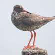 Redshanks, Iceland