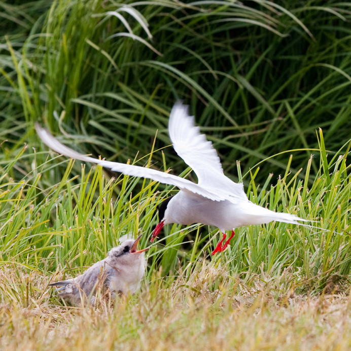 Arctic tern feeding chick, Flatey Island, Iceland