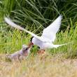Arctic tern feeding chick, Flatey Island, Iceland