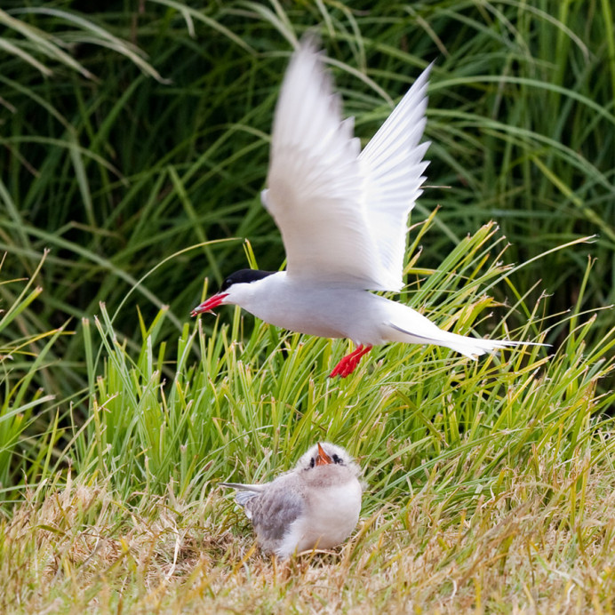 Arctic tern with food for chick, Flatey Island, Iceland