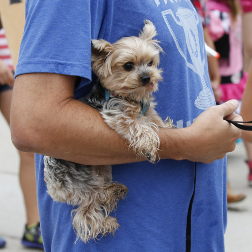 Doggie_1200_1X13503