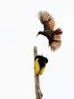 BoP_Pair_Fly_Br_OM18772