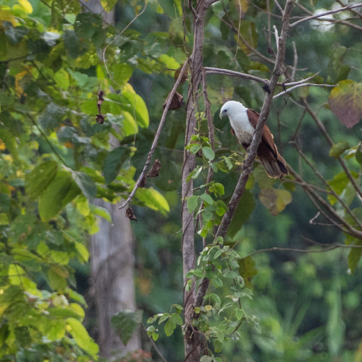 BrahminyKite_OM18066