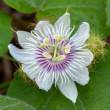 PassionFlower_OM18004
