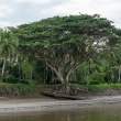 RainTree_OM68581