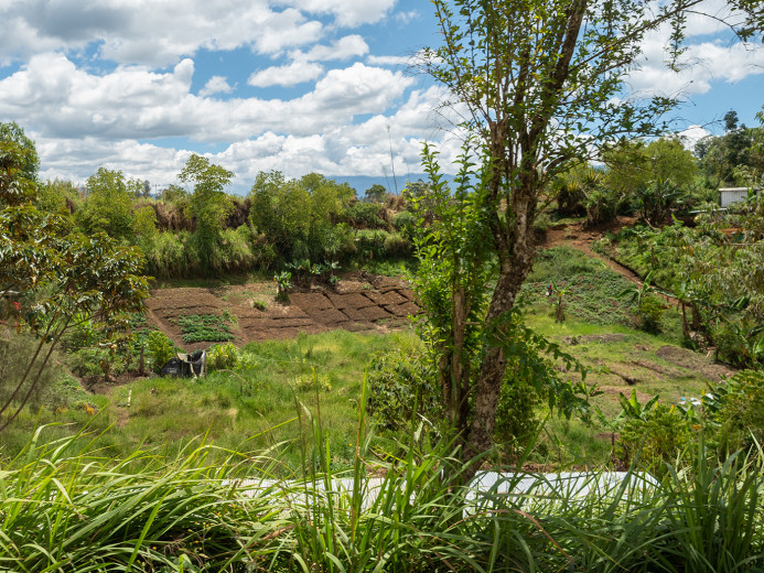 Fields_OM70070