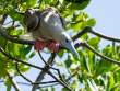 Red-footedBooby_OM21222