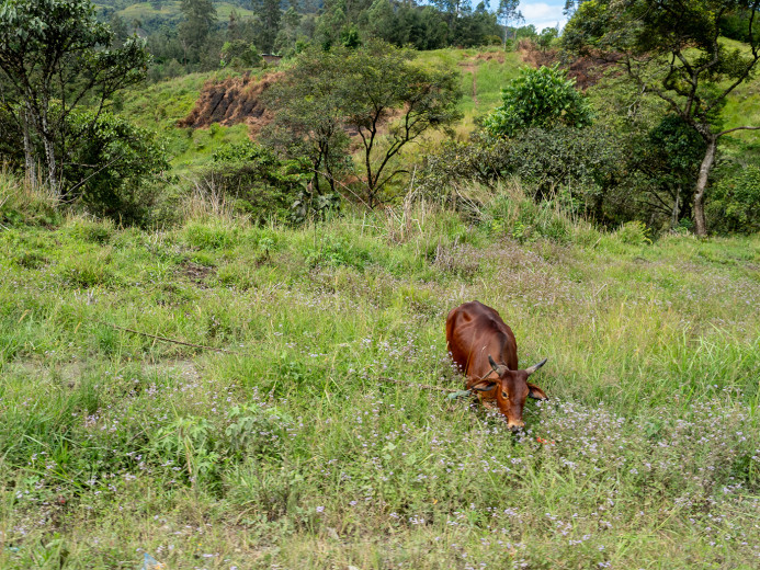 Cow_OM70895
